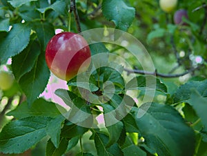 A fresh red plum on its tree branch