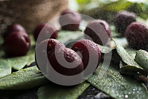 Fresh red plums with green natural leaves