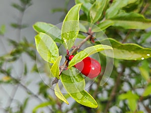 A fresh red pomegranate flower with its wet leaves