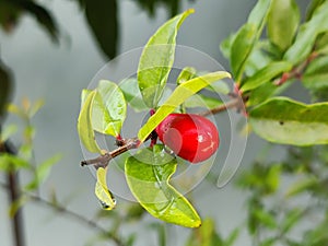 A fresh red pomegranate flower with its wet leaves