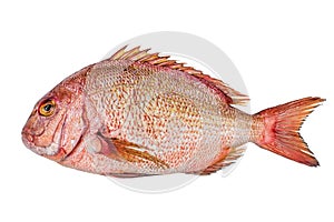 Fresh red porgy fish over white