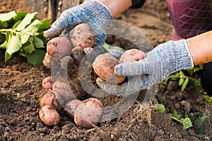 Fresh Red Potatoes In Hands Of Elderly Woman Dug Out Of Ground.