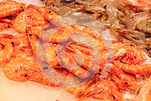 Fresh red prawns on top of ice at La Boqueria market