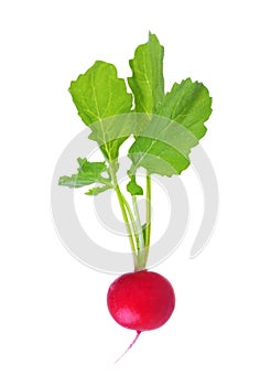 Fresh red radish