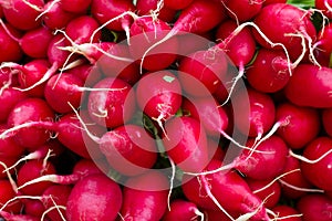 Fresh red radish
