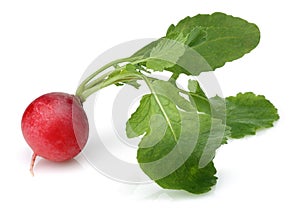 Fresh red radish