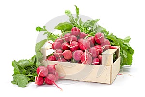 Fresh red radish in crate