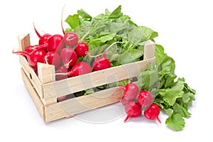 Fresh red radish in crate