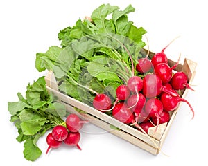 Fresh red radish in crate