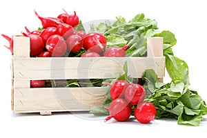 Fresh red radish in crate