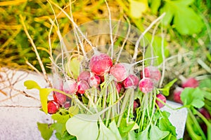 Fresh red radish from home garden close up