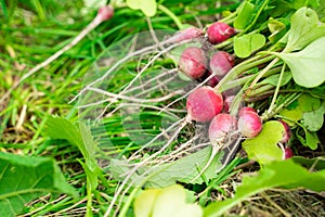 Fresh red radish from home garden close up