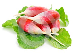 Fresh red radish isolated on white