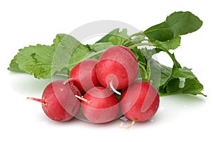 Fresh red radish