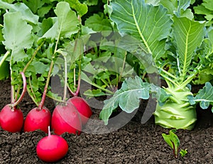 Fresh red radishes and white kohlrabi with leafy stems.