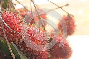 Photo of Red Rambutan Fruit with Blurred Background