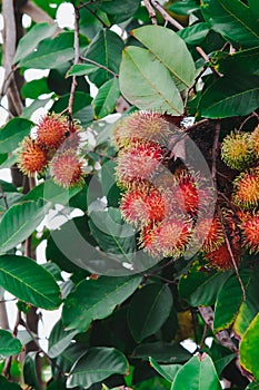 Fresh red rambutan on tree