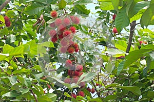 Fresh red rambutan are on the rambutan tree.