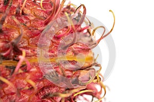 Fresh red rambutan  on white