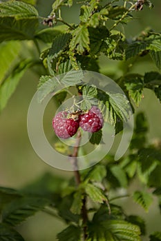 Fresh red raspberries on branch with green leaves, harvest of rasberries in countryside garden