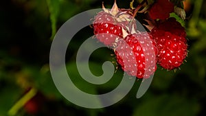 Fresh red raspberries