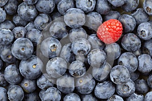 Fresh red raspberry fruit on fresh blueberries