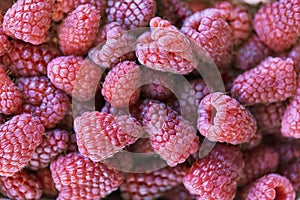 Fresh red raspberrys. Texture raspberry berries