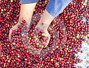 Fresh red raw berries coffee beans arabica agriculturist hands .Organic coffee beans agriculture harvesting farmer concept