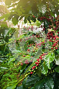 Coffee berries in a coffee plantation