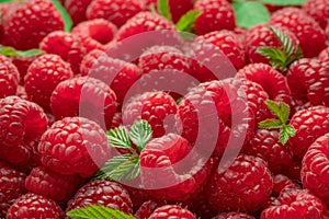 Fresh red ripe raspberries. Raspberries background photo