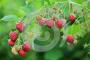 Fresh red ripe raspberries on branch