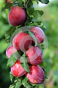 Fresh ripe plums on branch