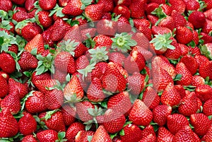 Fresh Red Ripe Strawberries photo