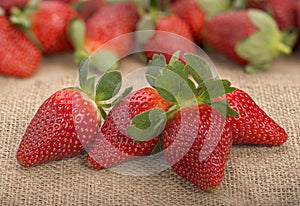 Fresh red ripe strawberries arranged on gunny sack