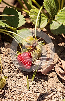 Fresh red ripe strawberries grow in a garden on a small organic