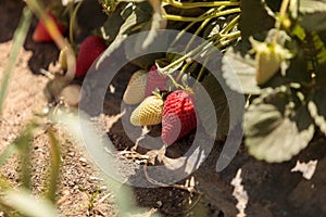 Fresh red ripe strawberries grow in a garden on a small organic