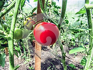 Fresh red ripe tomato with green leaves and stalks growing in garden. Vegetarian food.