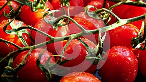 Fresh red ripe tomatoes
