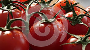 Fresh red ripe tomatoes