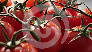 Fresh red ripe tomatoes