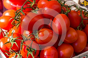 Fresh Red Ripe Tomatoes