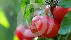 Fresh red ripe tomatoes on the branch. Organic