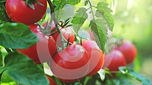 Fresh red ripe tomatoes on the branch. Organic farming, vegetable garden. Tomato harvest. UHD, 4K