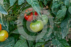 Fresh red ripe tomatoes hanging on the vine plant growing in organic garden. Ripe Tomatoes In A Greenhouse