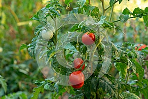 Fresh red ripe tomatoes hanging on the vine plant growing in organic garden. Ripe Tomatoes In A Greenhouse