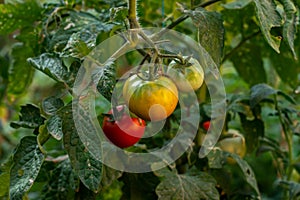 Fresh red ripe tomatoes hanging on the vine plant growing in organic garden. Ripe Tomatoes In A Greenhouse