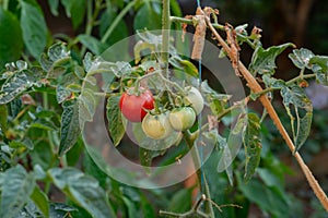 Fresh red ripe tomatoes hanging on the vine plant growing in organic garden. Ripe Tomatoes In A Greenhouse