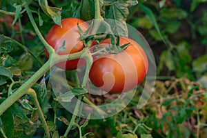 Fresh red ripe tomatoes hanging on the vine plant growing in organic garden. Ripe Tomatoes In A Greenhouse