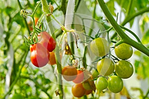 Fresh red ripe tomatoes on the plant. ripening cherry tomatoes in a greenhouse. Home gardening concept.