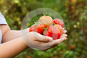 Fresh red ripe tomatoes in woman`s hand